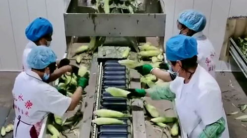 黏玉米自动化加工线,工人把玉米排放整齐,下一步机械全自动去皮