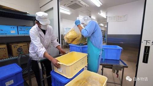 日本的孩子不吃盒饭,来看看日本的食品加工厂如何制作中小学生午餐